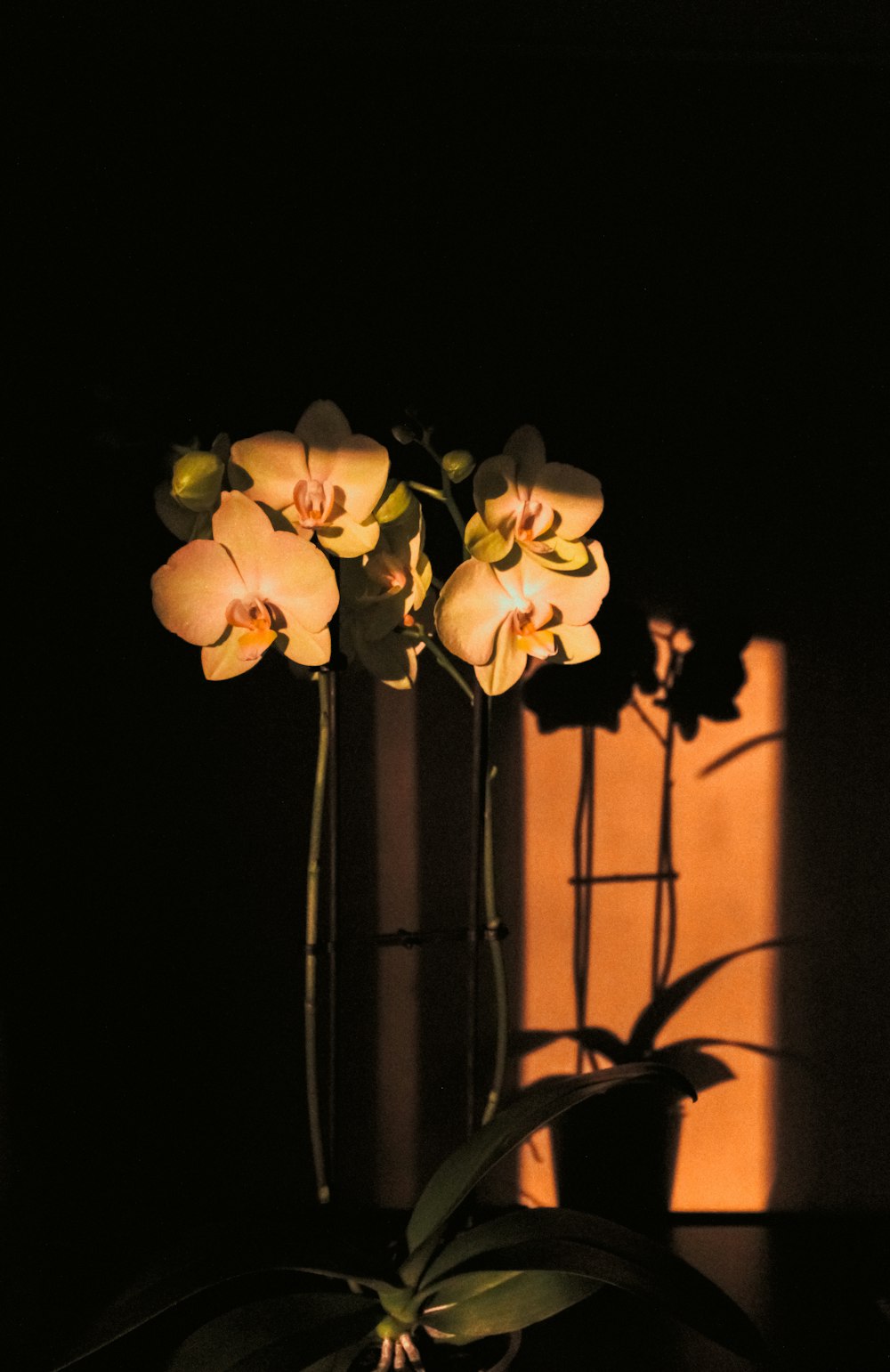 a vase filled with flowers sitting on top of a table