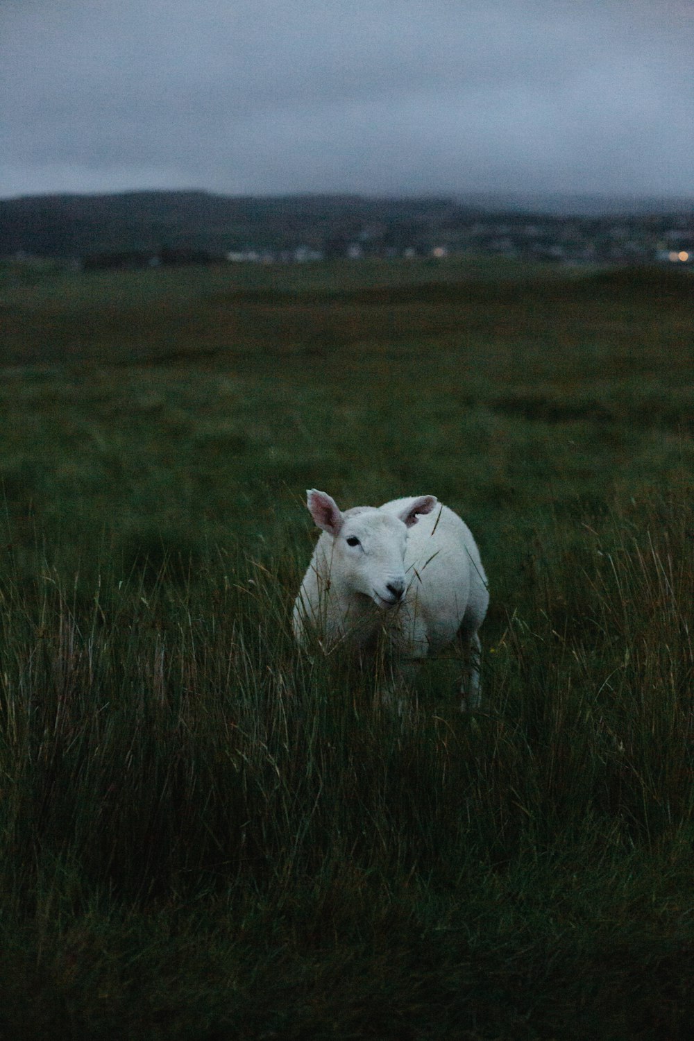 a white sheep standing in a lush green field