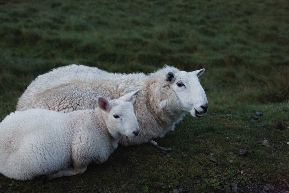 a couple of sheep laying on top of a lush green field