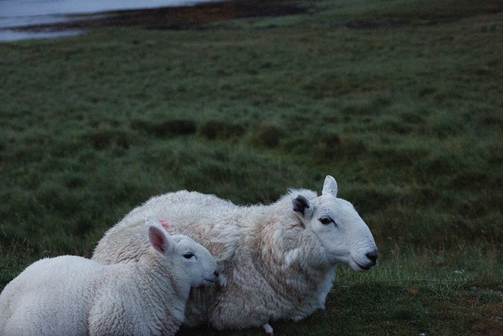 a couple of sheep laying on top of a lush green field