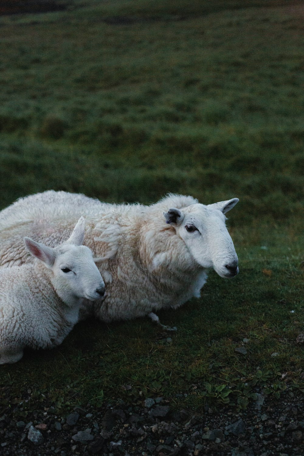 a couple of sheep laying on top of a lush green field