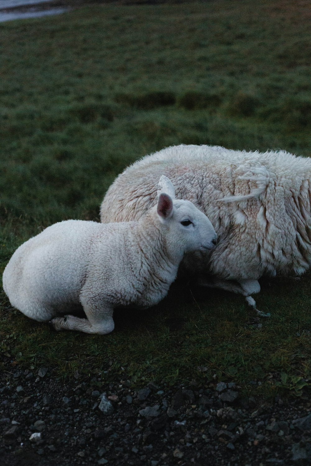 a couple of sheep laying on top of a lush green field