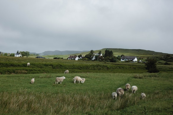 A pastoral landscape with several sheep grazing in a lush green field. In the background, there are quaint cottages surrounded by trees and rolling hills under a cloudy sky.