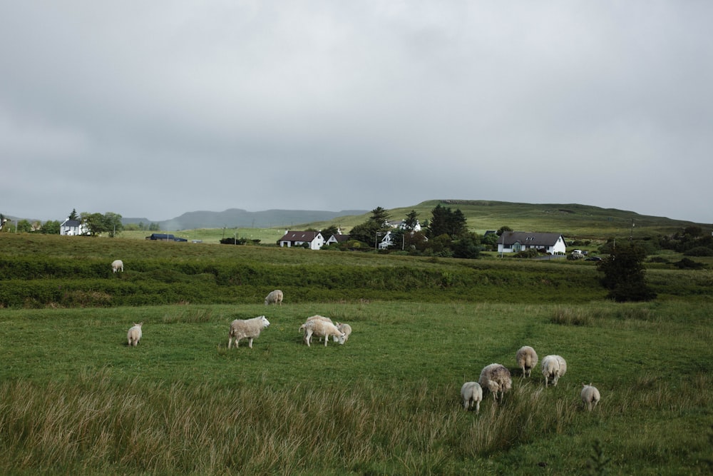 a herd of sheep grazing on a lush green field