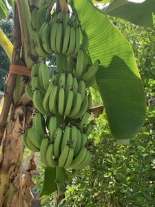 Sweet Yellow Bananas