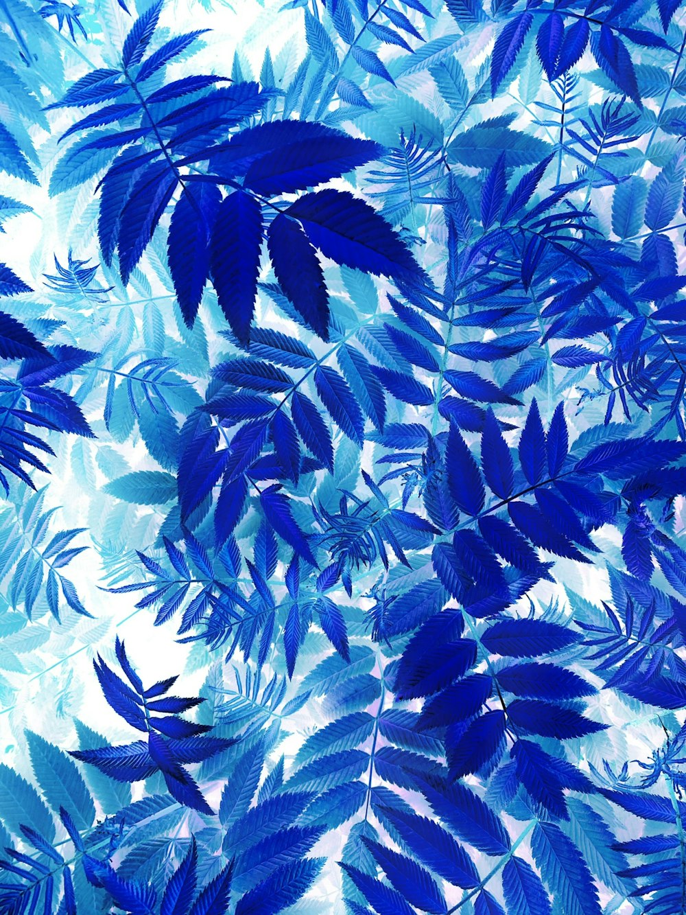 un bouquet de feuilles bleues sur fond blanc