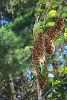 a swarm of bees hanging from a tree branch
