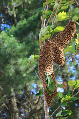 a swarm of bees hanging from a tree branch