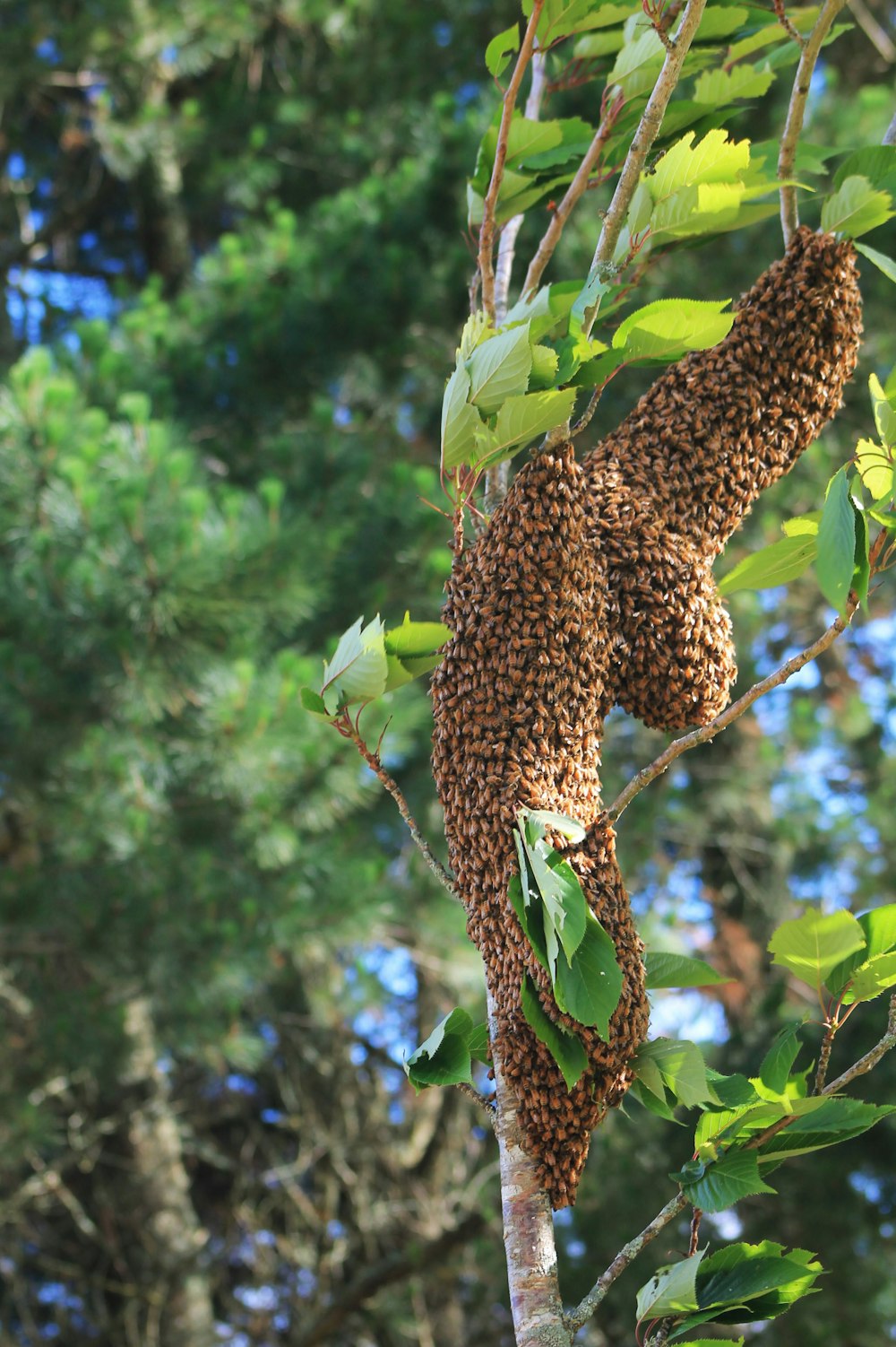 a swarm of bees hanging from a tree branch