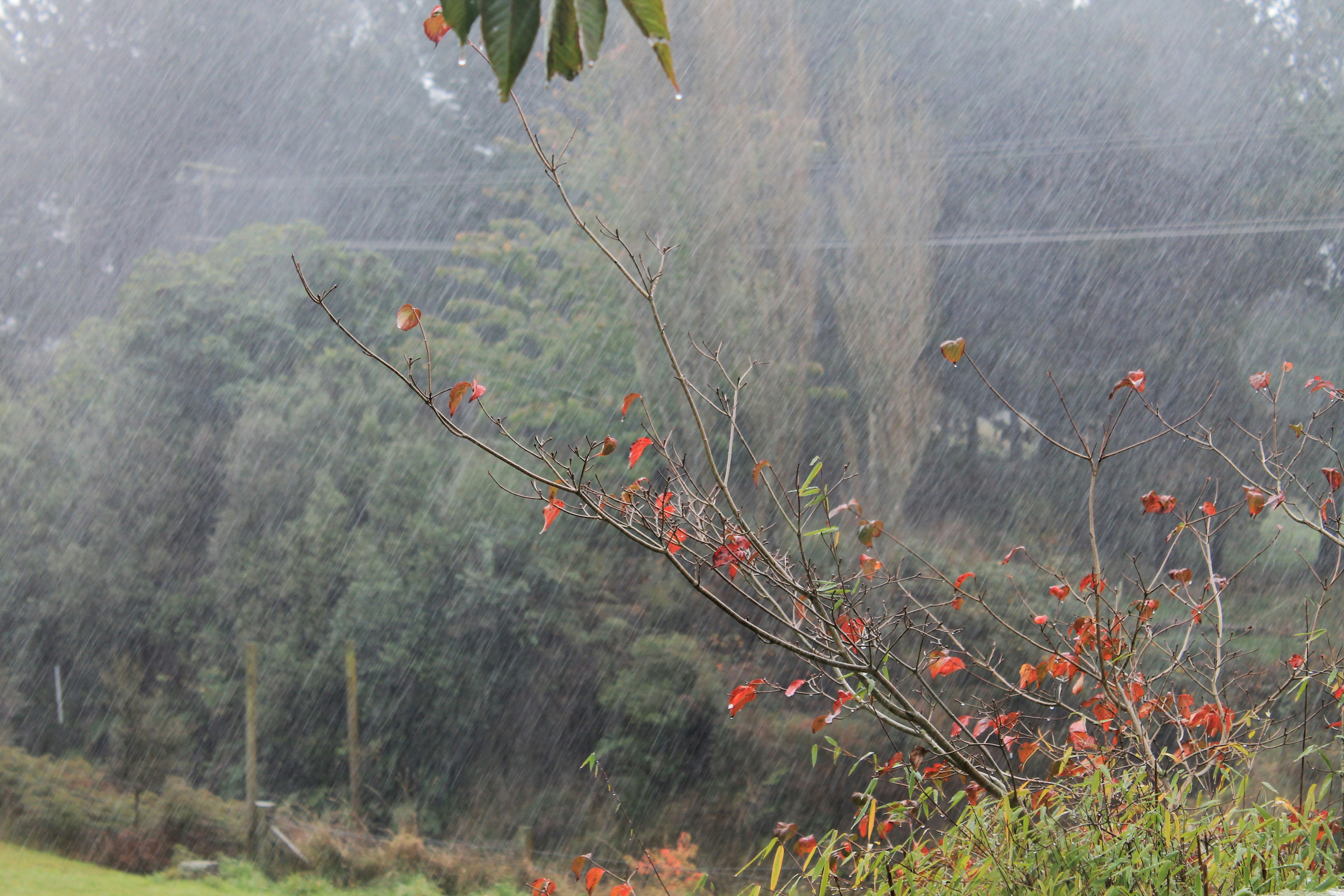 Sweet Osmanthus Rain at Manjuelong Village photo 3