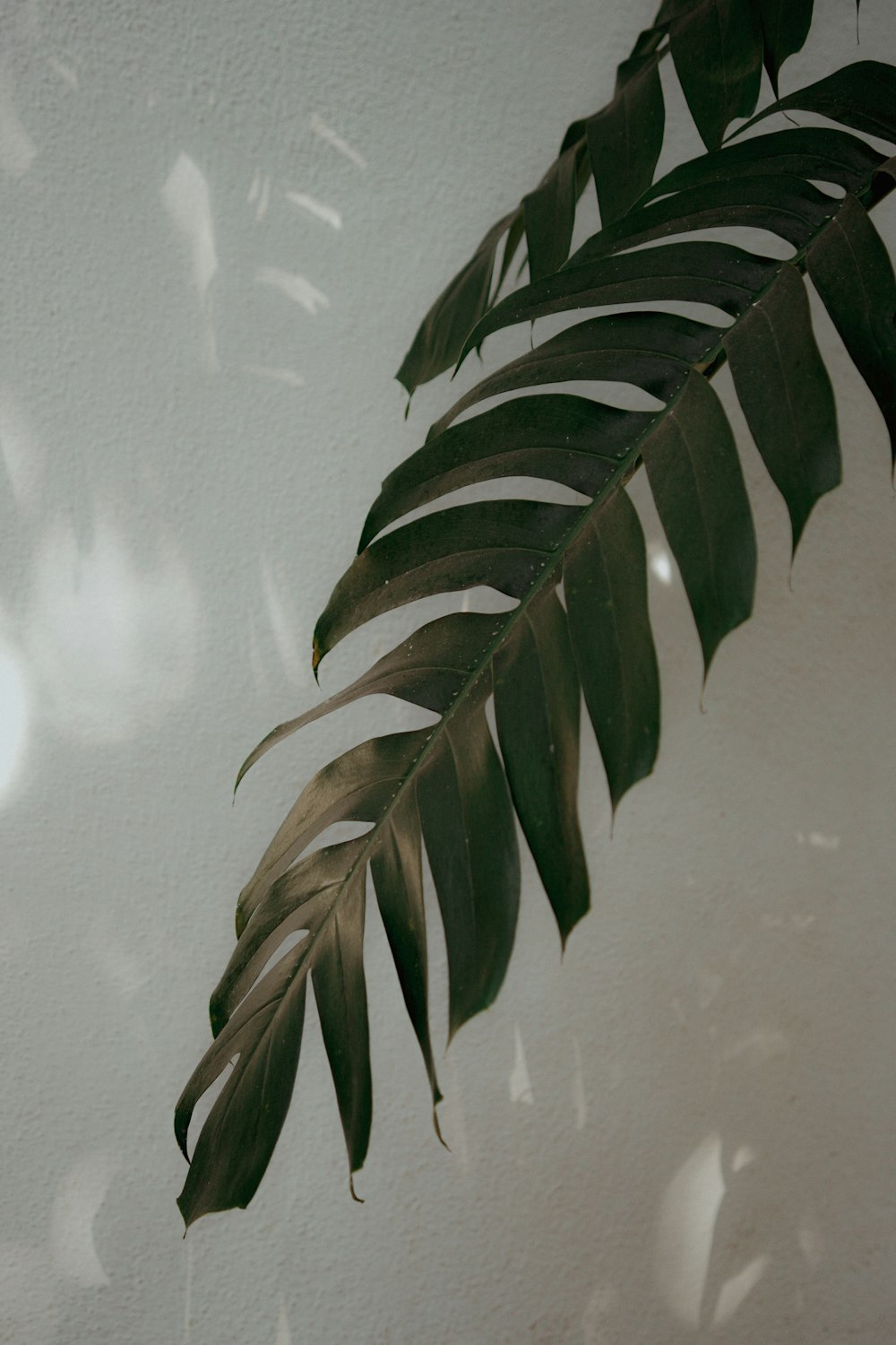 a large green leaf on a white wall