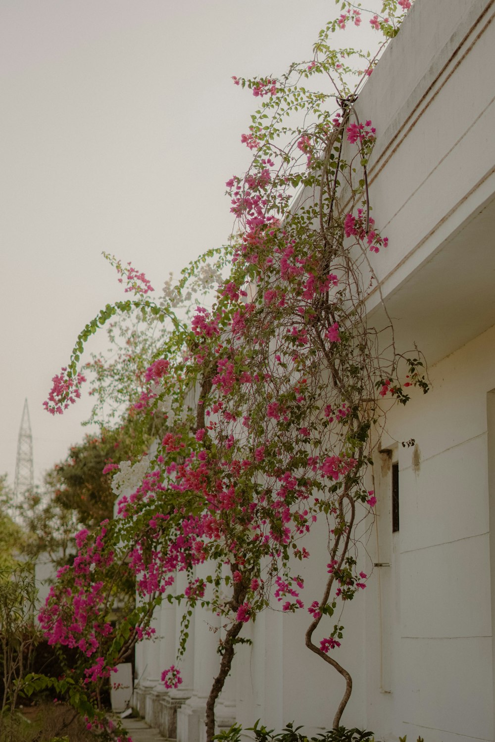 un albero con fiori rosa che crescono su di esso