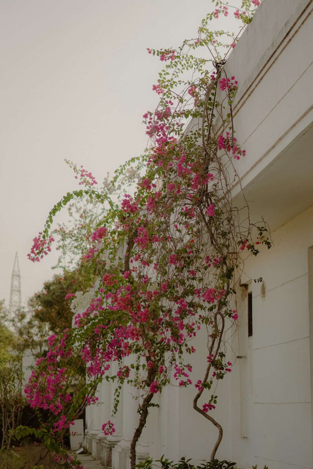 a tree with pink flowers growing on it