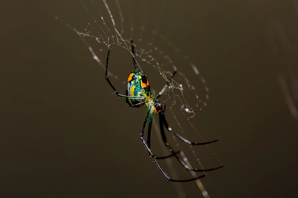 Close-up view of a spider's intricate web with vibrant colors and detailed design