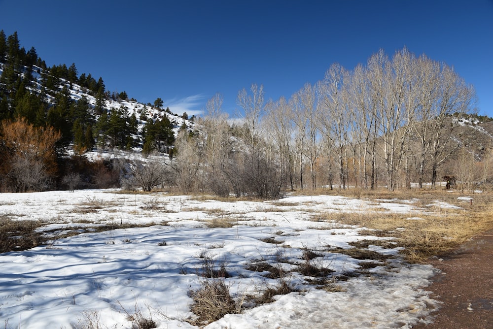 a snow covered field with trees in the background