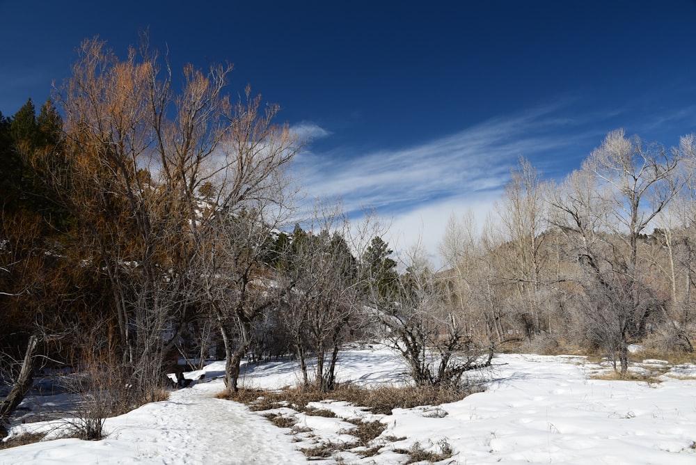 a snow covered field with trees and bushes