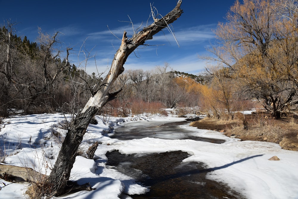 a small stream running through a snow covered forest