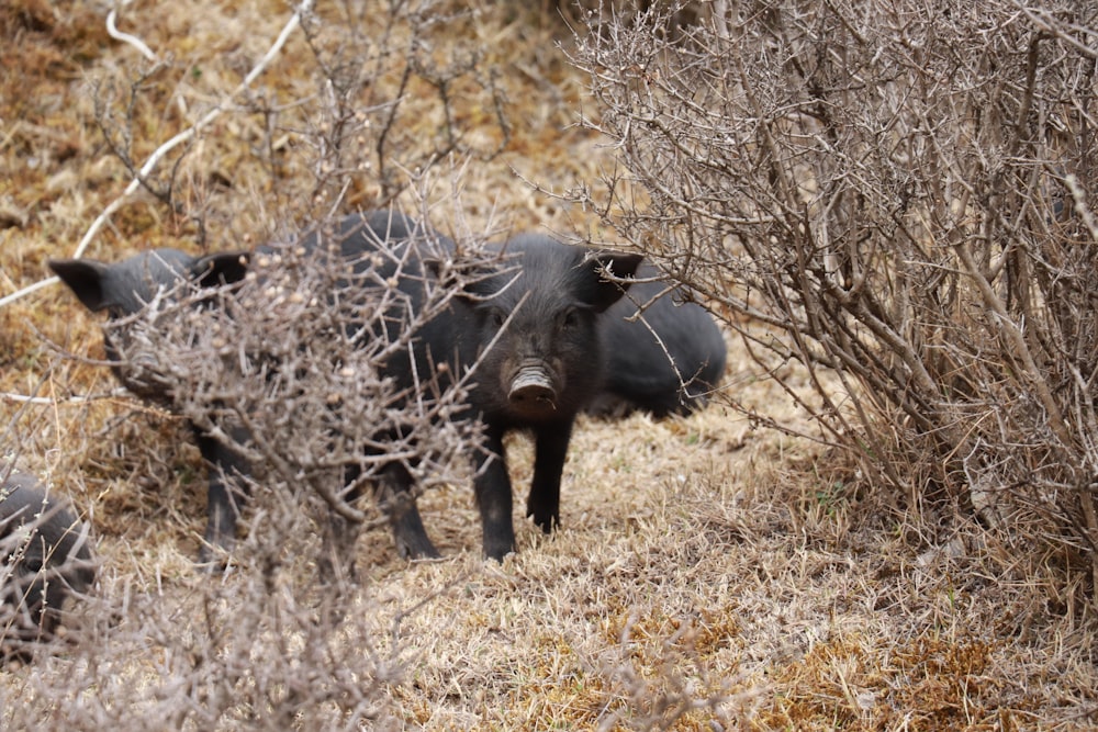 a couple of animals that are standing in the grass