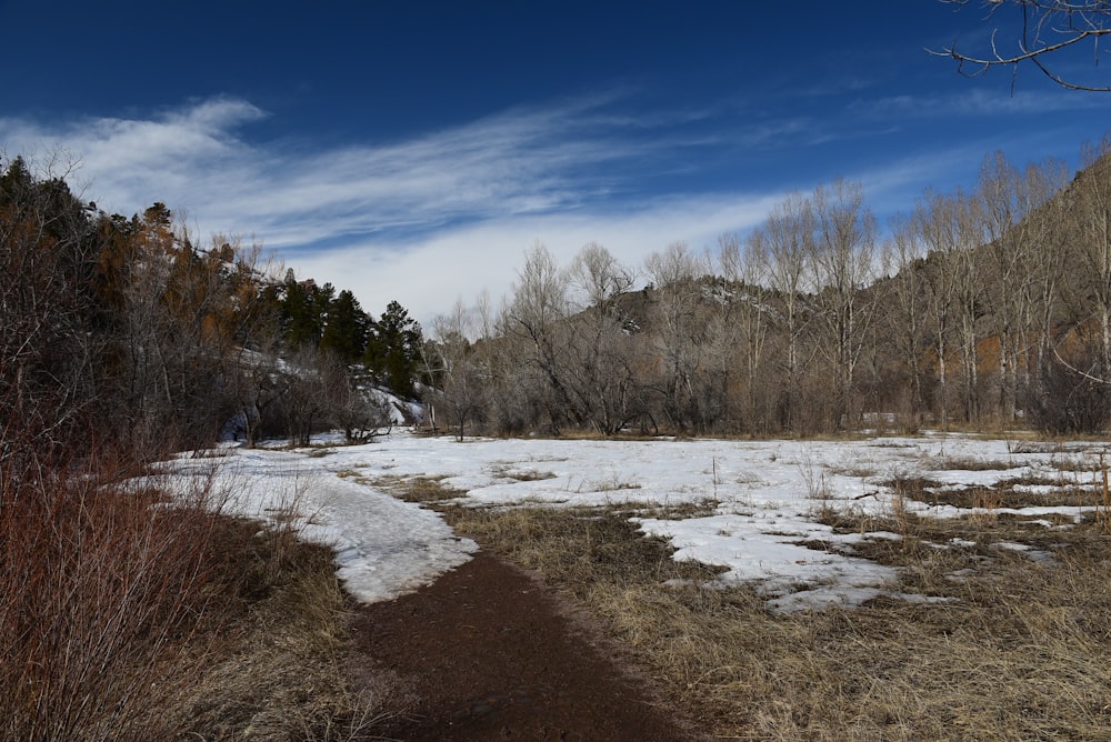 a snowy field with a trail leading to a forest