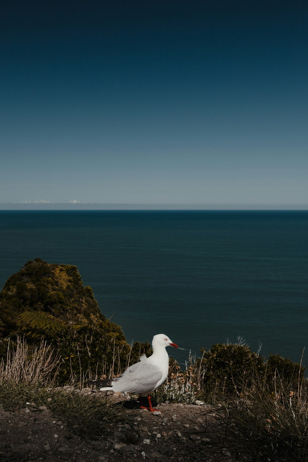 a white bird sitting on top of a grass covered hillside
