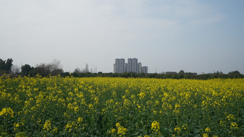 a field of yellow flowers with a city in the background