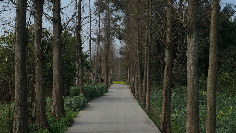 a paved path in the middle of a forest