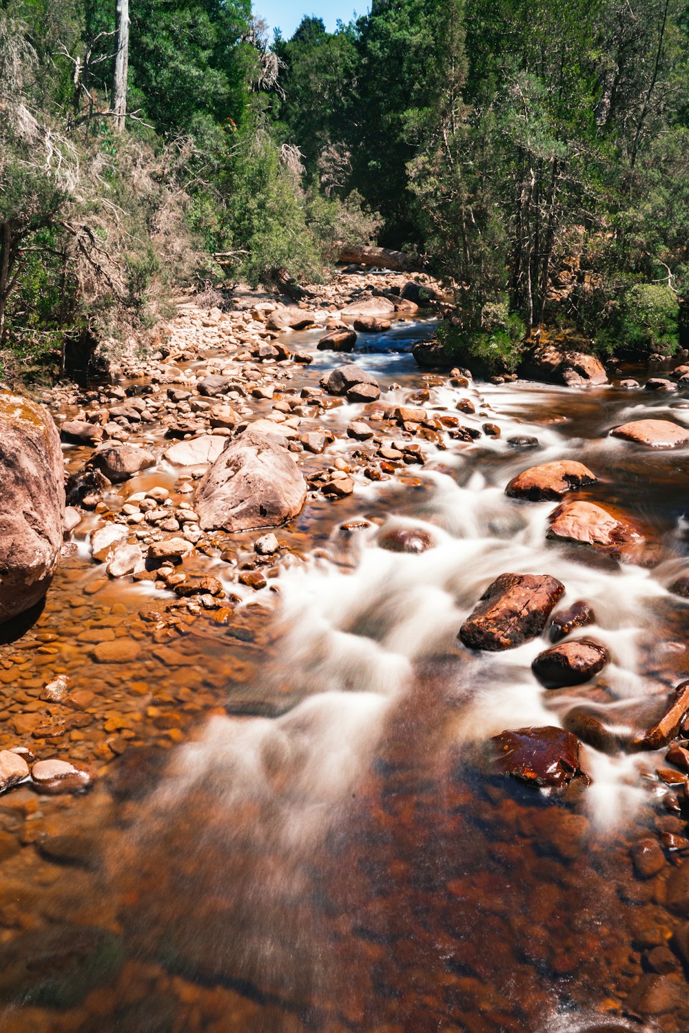 a stream running through a forest filled with rocks