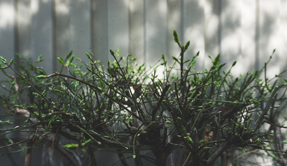 a close up of a small tree near a fence