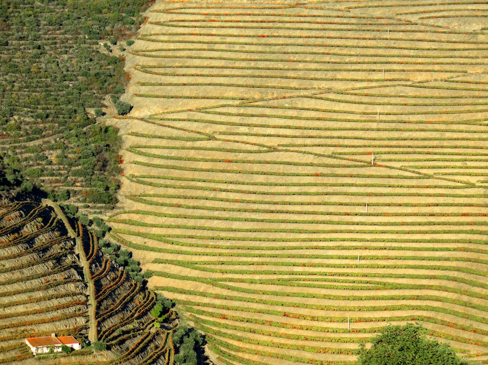 an aerial view of a field with many rows of trees