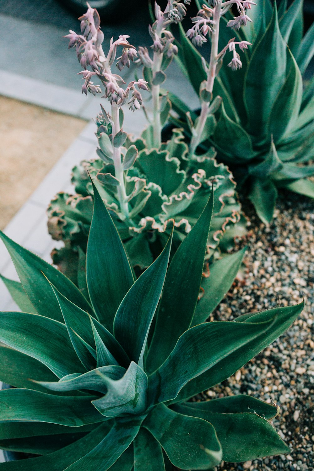 a close up of a plant on a sidewalk