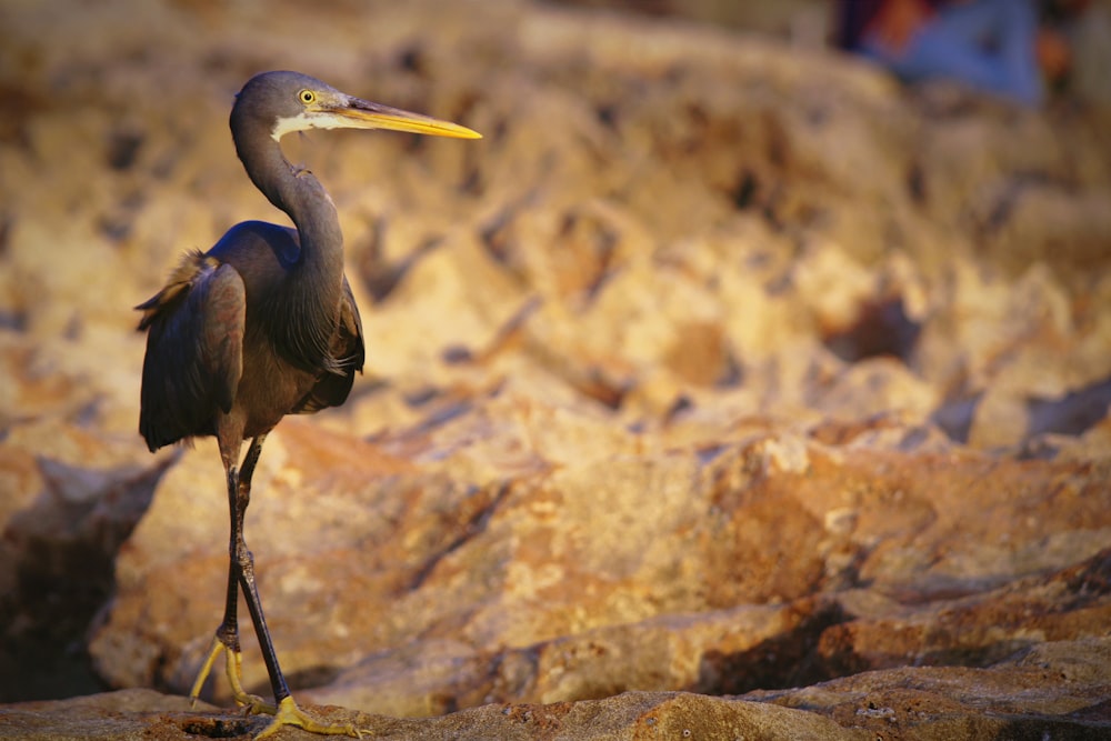 a bird with a long beak standing on some rocks