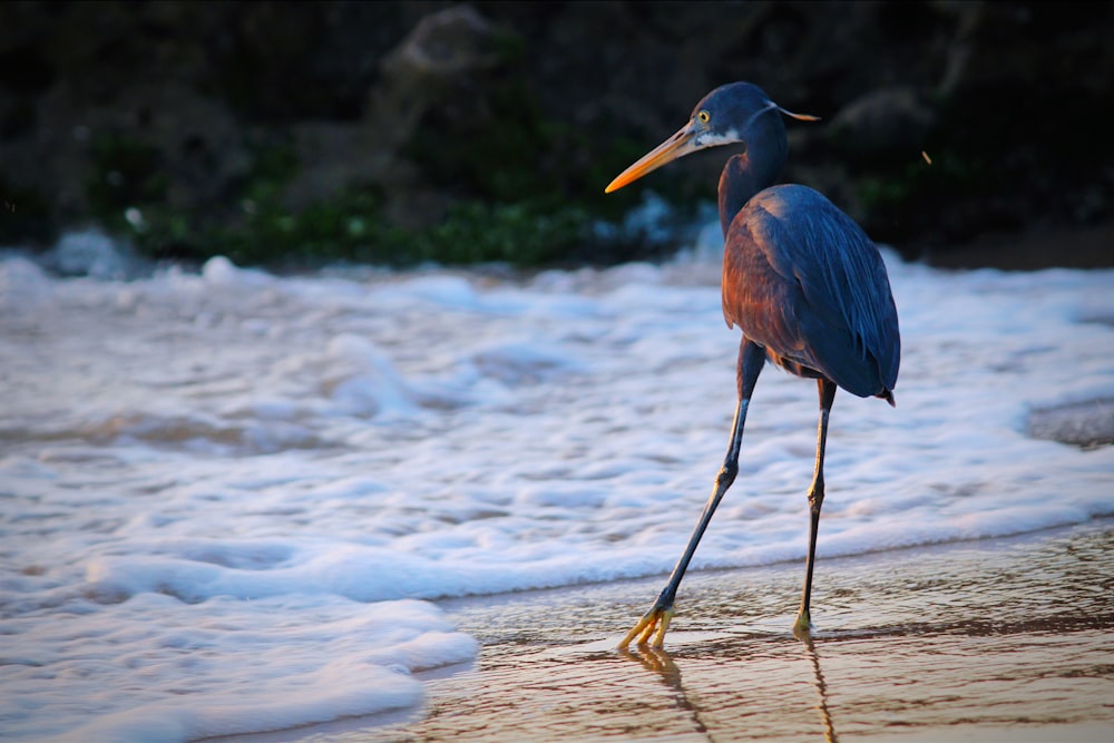 a bird with a long beak standing on a beach