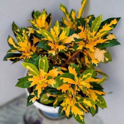 A potted ornamental plant features vibrant green and yellow variegated leaves. The plant is set against a neutral gray background, enhancing the bright and bold leaf colors. The leaves are elongated with wavy edges, creating an attractive contrast.