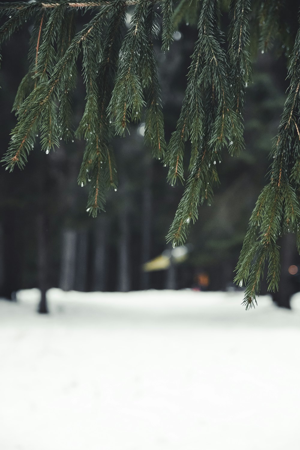 a close up of a pine tree branch in the snow