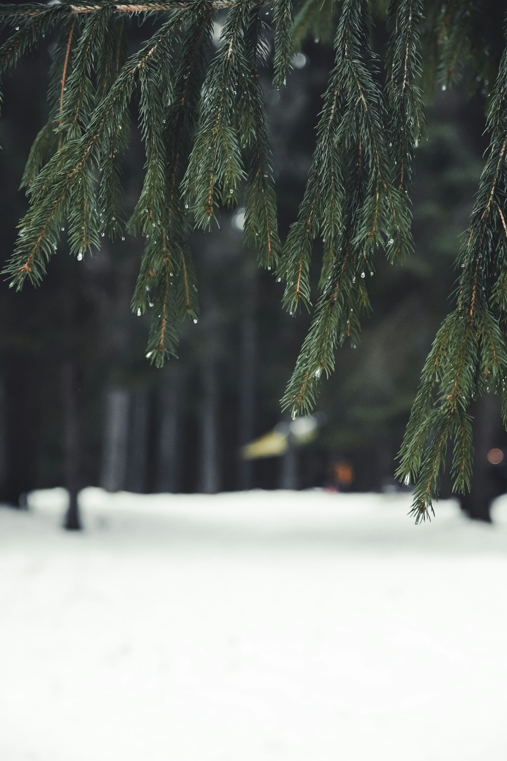 Un primer plano de una rama de pino en la nieve