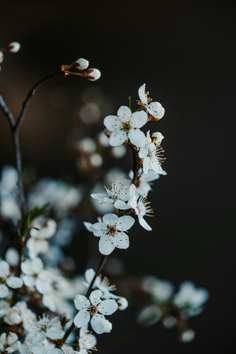 a bunch of white flowers on a branch