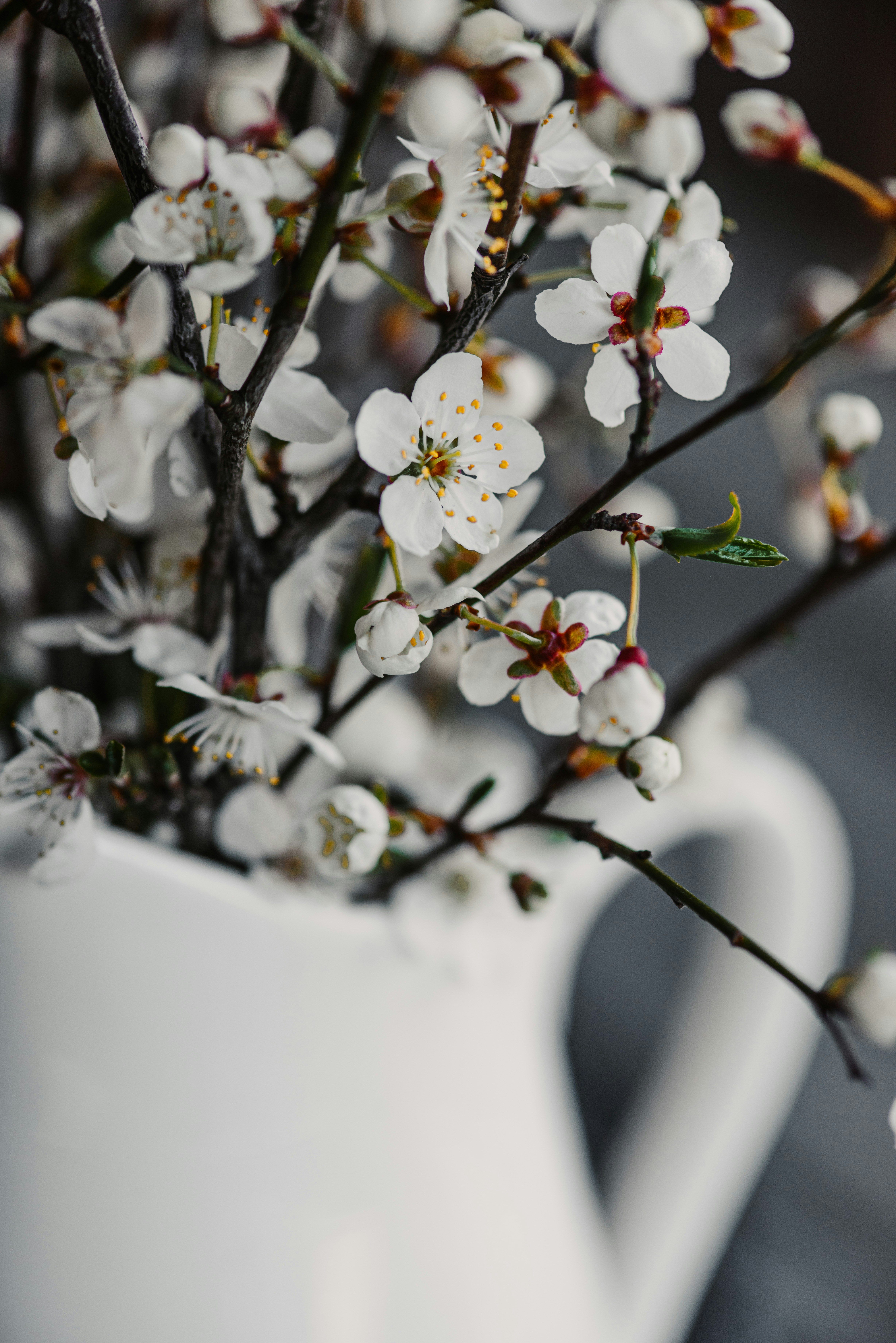 テーブルの上に白い花が入った白い花瓶の写真 – Unsplashの花の無料画像