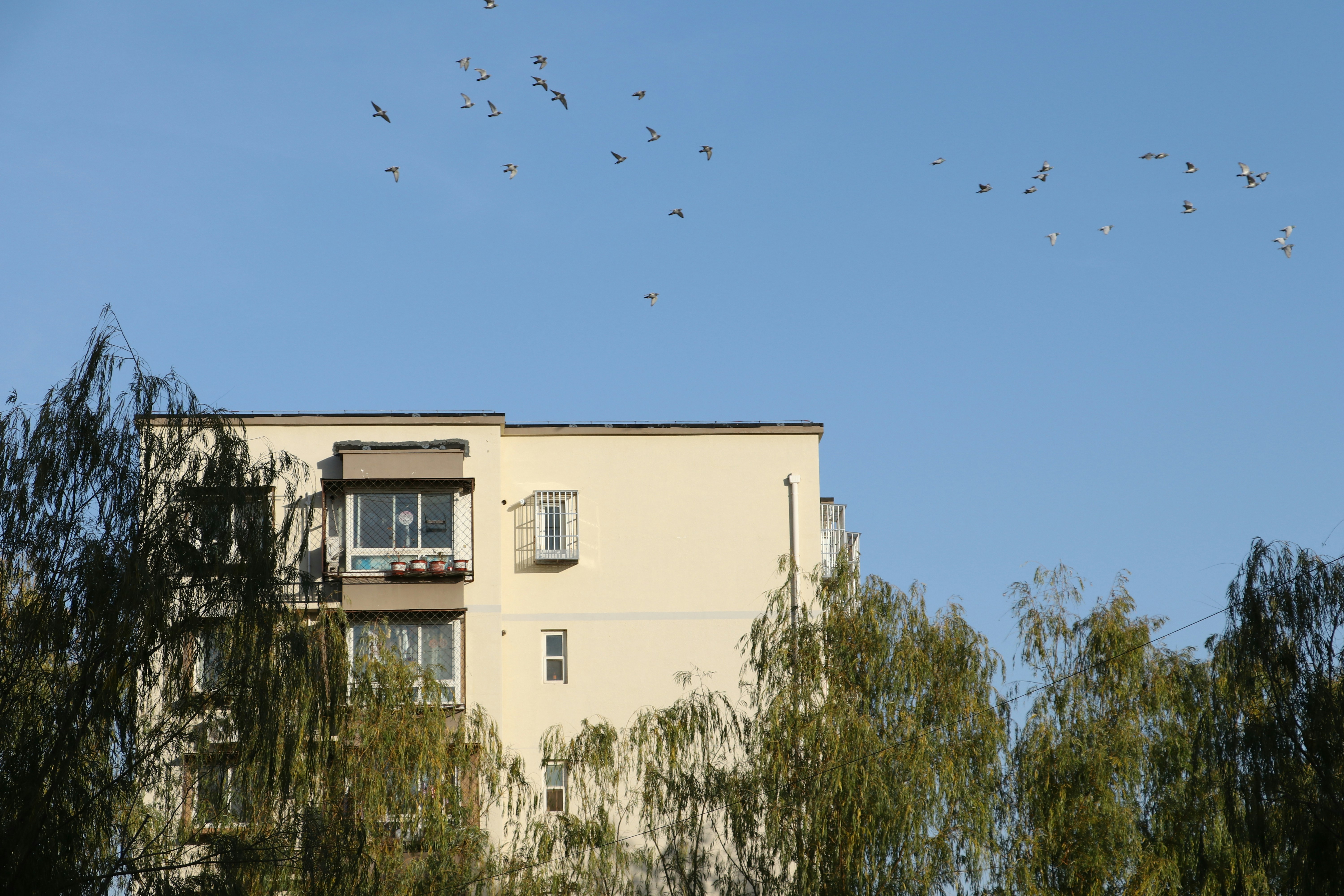 a flock of birds flying over a building