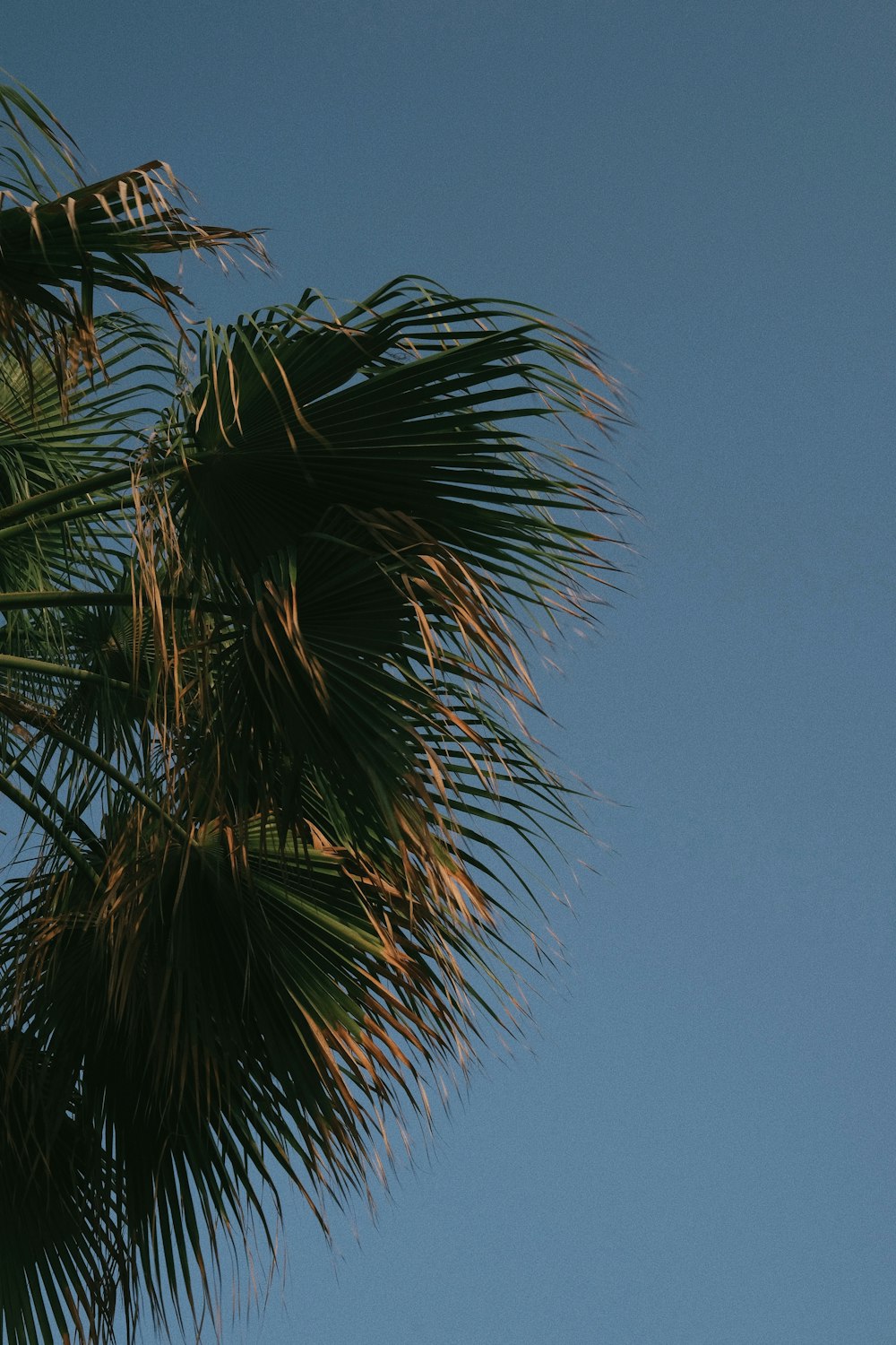 a plane flying in the sky above a palm tree