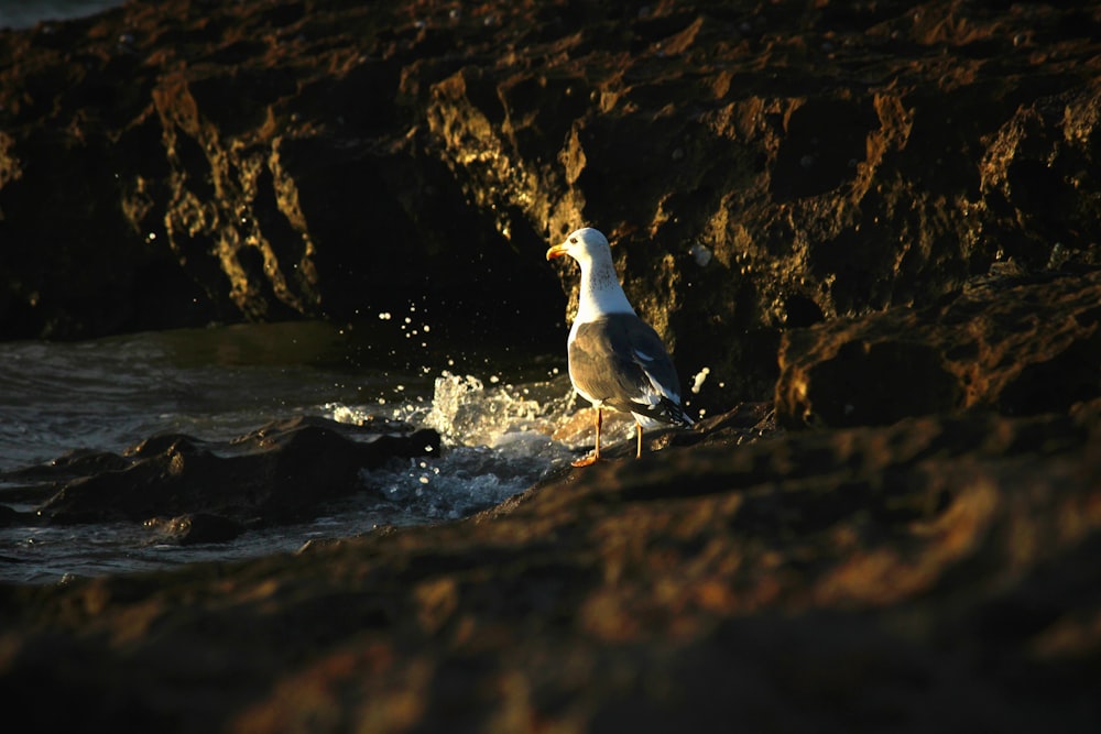 a seagull standing on a rocky beach next to the ocean