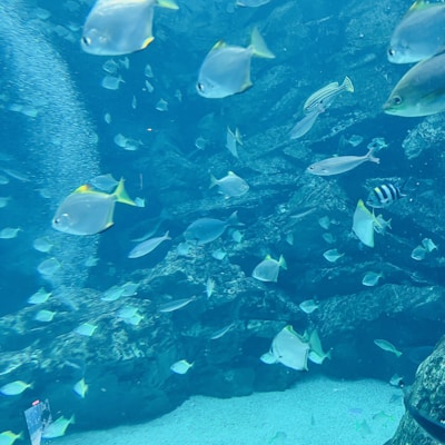 A vibrant underwater scene showcasing various fishing gear in use.