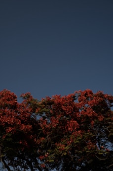 a plane flying over a tree filled with red flowers