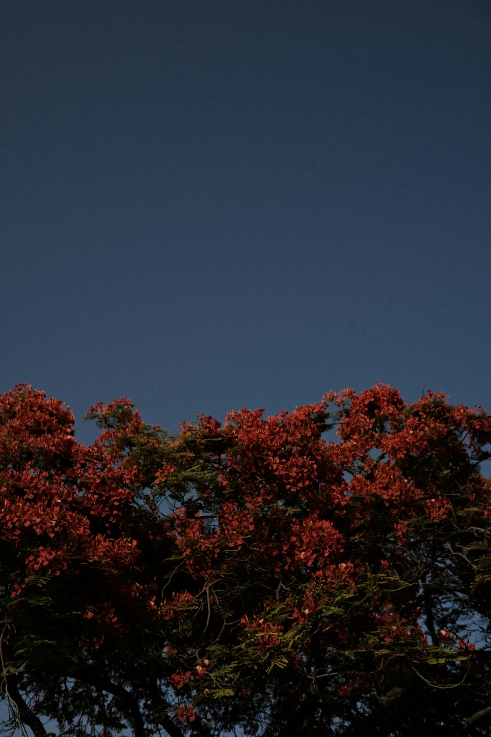 a plane flying over a tree filled with red flowers