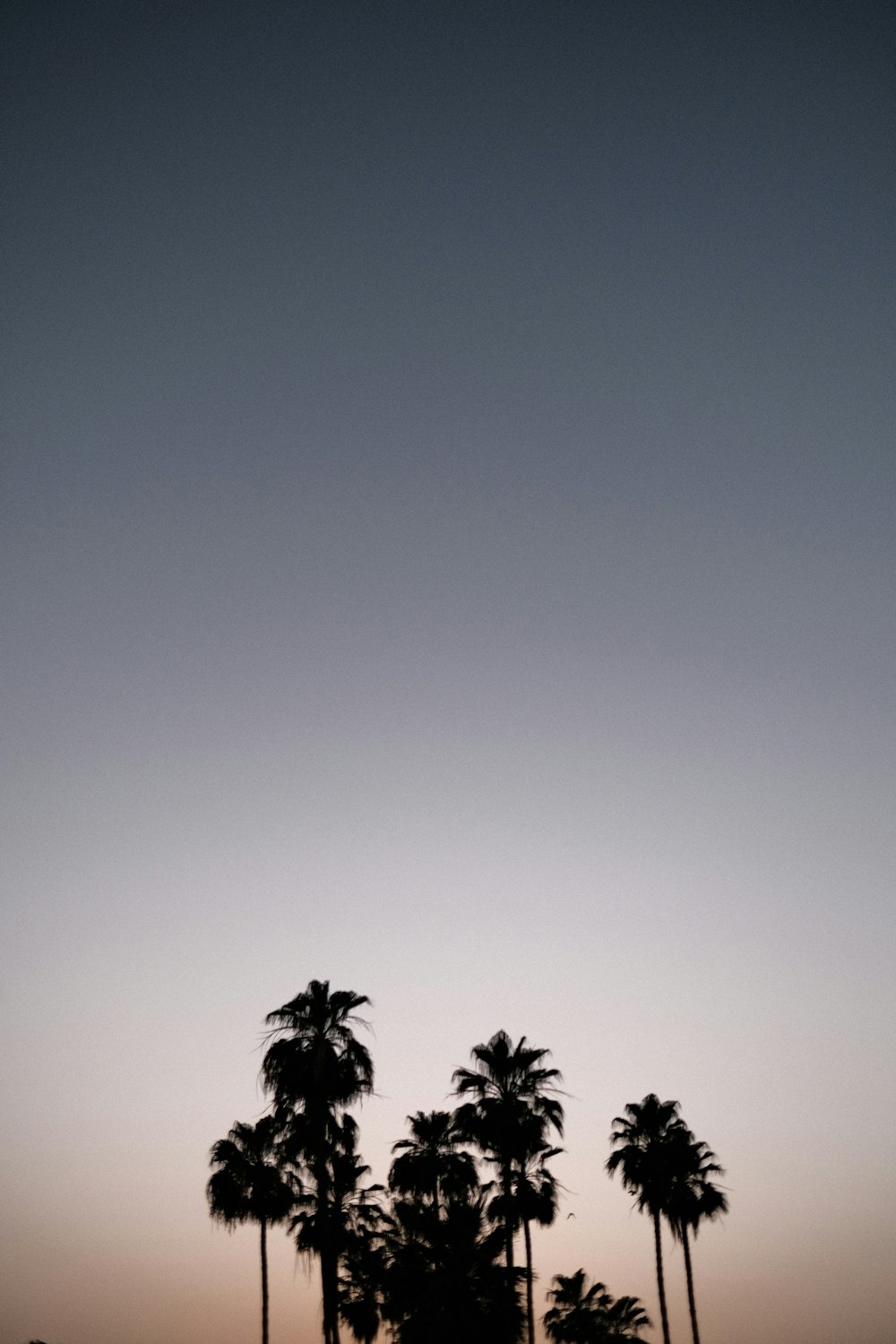 a group of palm trees sitting next to each other