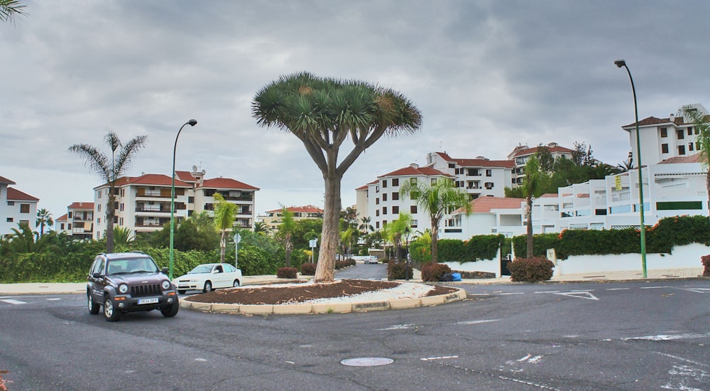 a car parked in a parking lot next to a palm tree