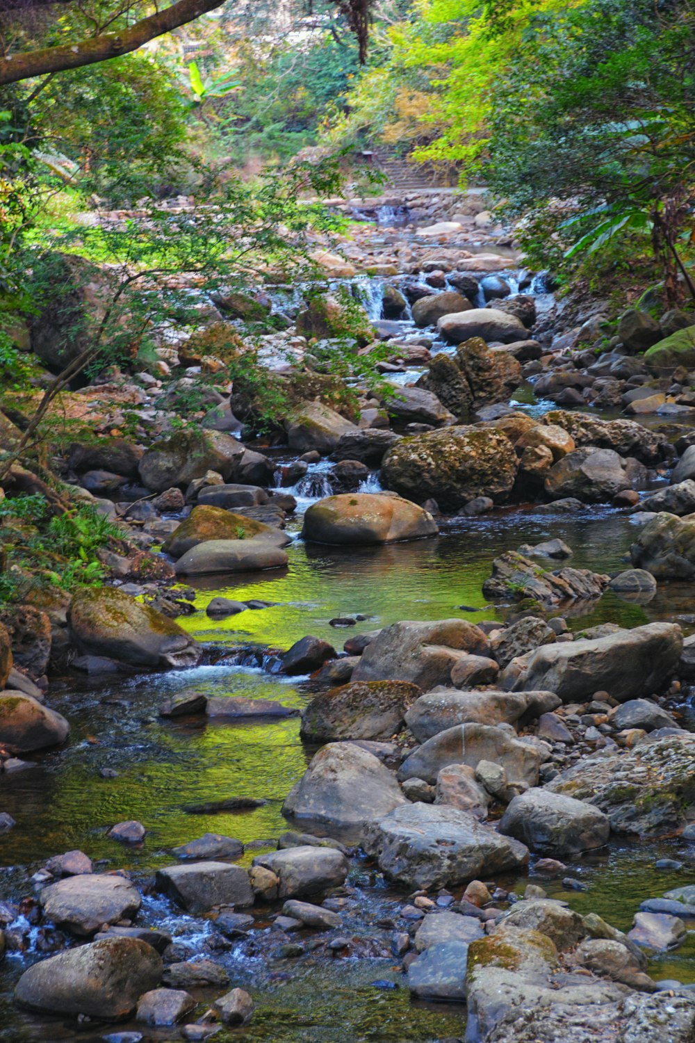 a stream running through a lush green forest