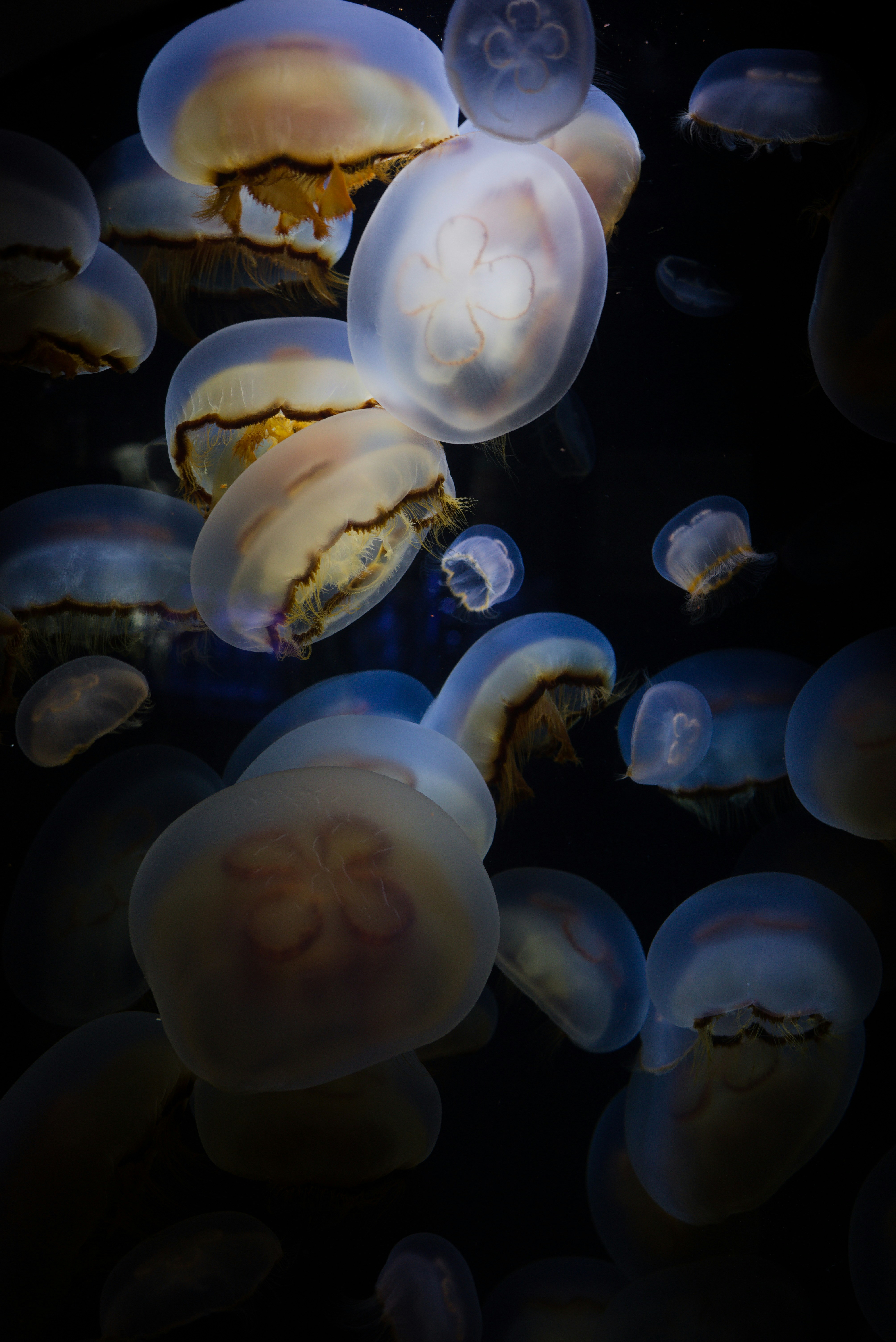 A group of jellyfish floating in the water photo – Free Jellyfish Image ...