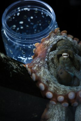 An octopus tentacle wrapped around a transparent jar filled with water. The jar is covered in water droplets and bubbles, and the texture of the octopus's skin is detailed and multi-colored.