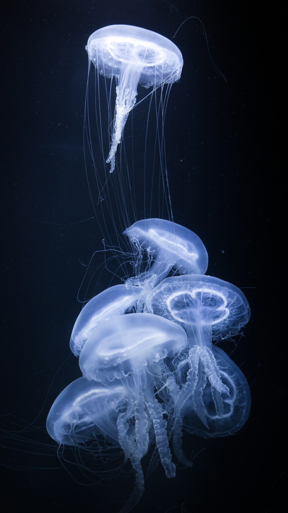 a group of jellyfish floating in the water