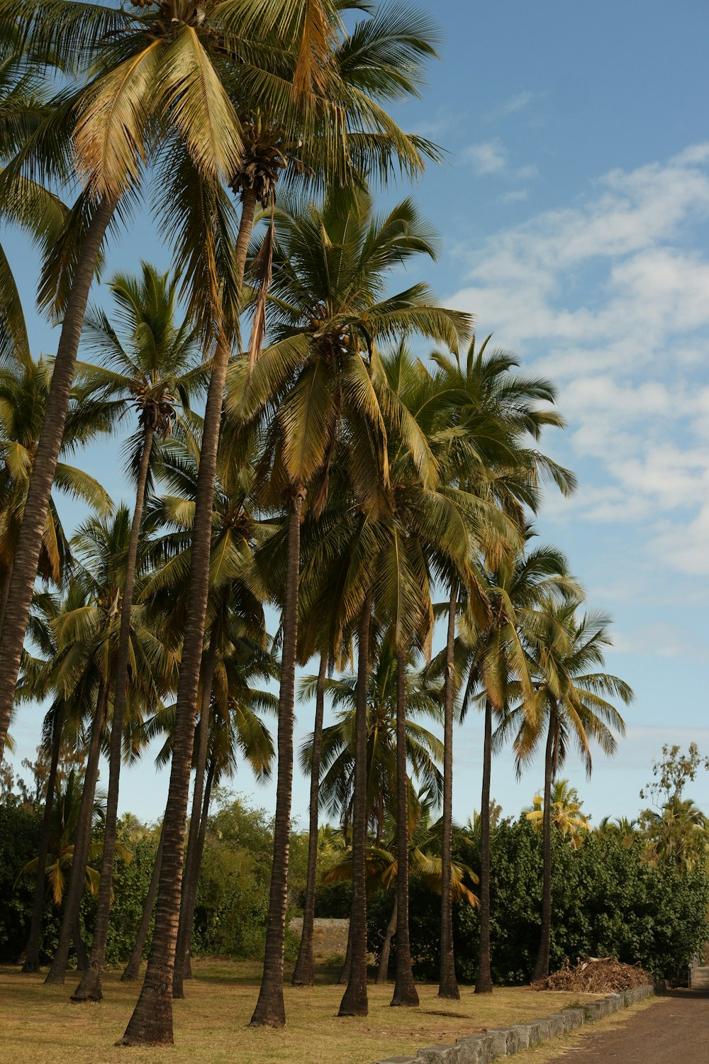 a row of palm trees next to a road